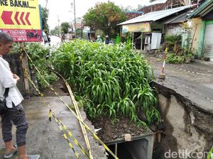 Astaga! Ada Kebun Jagung di Tengah Jalan Yogya