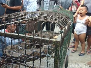 Warga Lamongan Tangkap Ular Piton 30 Kg yang Masuk Permukiman