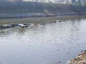Sungai Kering, Ini Cara Peternak Kerbau di Jepara Mandikan Ternak