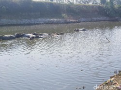 Sungai Kering, Ini Cara Peternak Kerbau di Jepara Mandikan Ternak