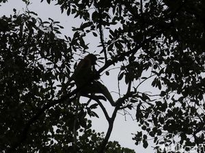 Impor Primata hingga Ular dari China Terus Naik, Segini Nilainya