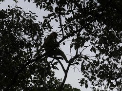 Impor Primata hingga Ular dari China Terus Naik, Segini Nilainya