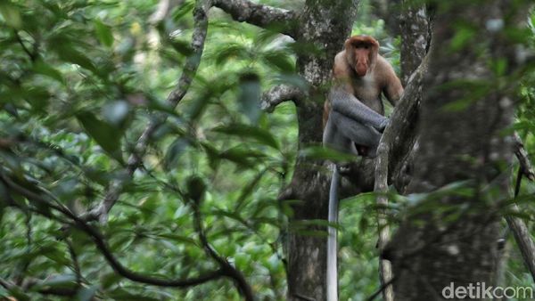 Tantangan Melestarikan Bekantan dari Ancaman Kepunahan