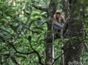 RI Mau Larang Impor Hewan Hidup dari China, Ada Primata hingga Ular