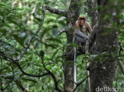 RI Mau Larang Impor Hewan Hidup dari China, Ada Primata hingga Ular