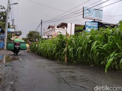 Proyek Mangkrak hingga Jadi Kebun Jagung di Tengah Jalan, Pedagang Menjerit