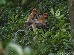 Malaysia Terima Turis, Eh Bekantan Malah Jadi Stress