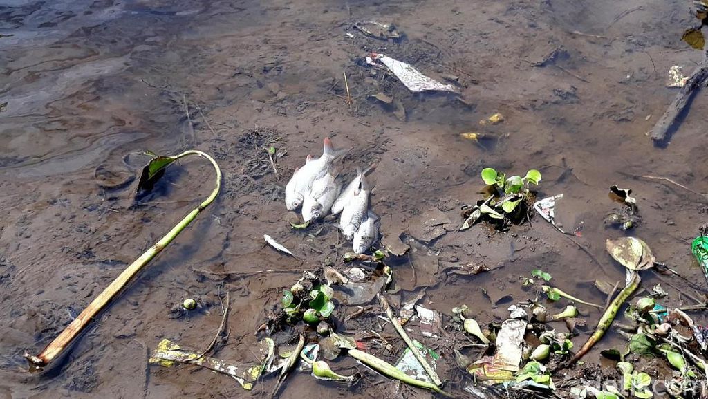 Pencemaran Sungai Bengawan Solo Makin Menjadi-jadi
