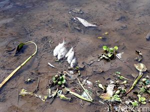 Pencemaran Sungai Bengawan Solo Makin Menjadi-jadi