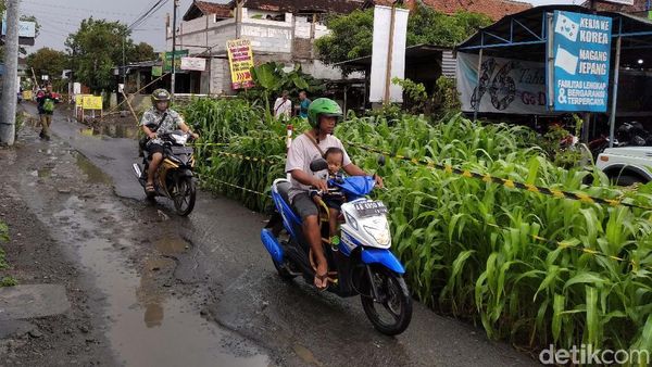 Wow! Ada Kebun Jagung di Tengah Jalan