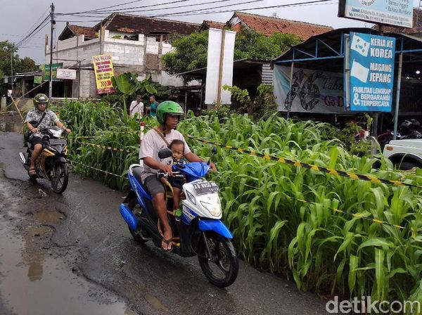 Wow! Ada Kebun Jagung di Tengah Jalan