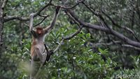 Fakta Menarik Bekantan, Monyet Endemik Kalimantan Maskotnya Ancol