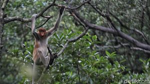 Fakta Menarik Bekantan, Monyet Endemik Kalimantan Maskotnya Ancol