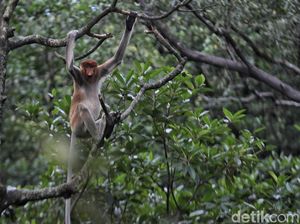Fakta Menarik Bekantan, Monyet Endemik Kalimantan Maskotnya Ancol