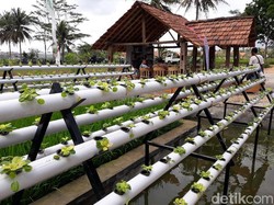 Pikat Anak Muda untuk Bertani Lewat Jogja Youth Farming