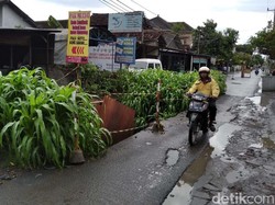 Dapat Sinyal dari KPK, Pemkot Yogya Akan Perbaiki Jalan yang Jadi Kebun Jagung