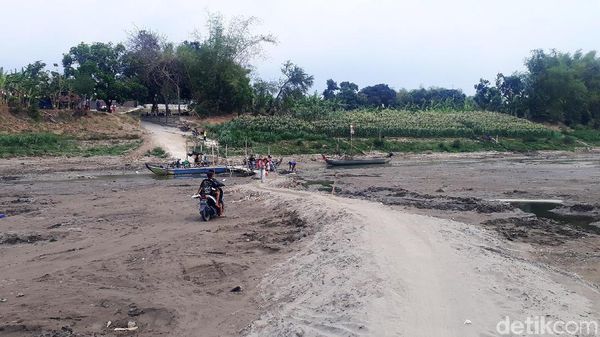 Kondisi Bengawan Solo yang Kering Kerontang