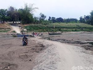 Kondisi Bengawan Solo yang Kering Kerontang