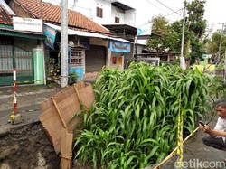 Kebun Jagung di Tengah Jalan, Cara Warga Yogya Protes Proyek Mangkrak