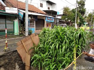 Kebun Jagung di Tengah Jalan, Cara Warga Yogya Protes Proyek Mangkrak Kebun Jagung di Tengah Jalan, Cara Warga Yogya Protes Proyek Mangkrak