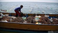 Mengintip Budidaya Rumput Laut di Nunukan