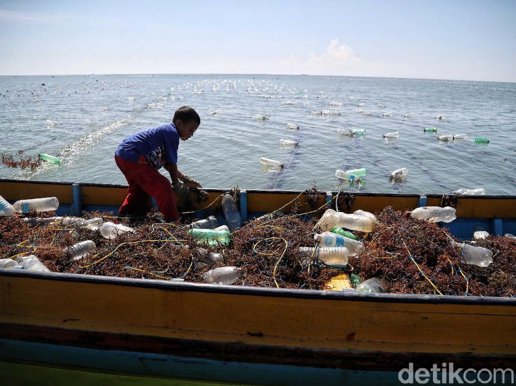 Mengintip Budidaya Rumput Laut di Nunukan Mengintip Budidaya Rumput Laut di Nunukan