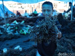 Harga Rumput Laut Anjlok Akibat Pandemi, Petani di Polman Meradang