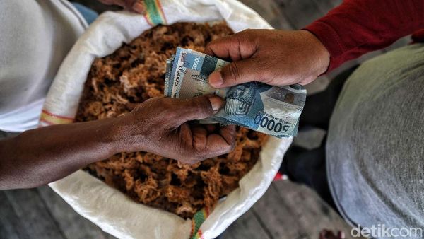 Geliat Petani Rumput Laut di Nunukan
