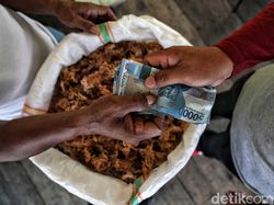 Kerja dari Rumah Sambil Bisnis Rumput Laut, Untungnya Jutaan!