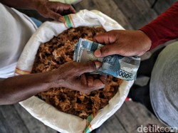 Kerja dari Rumah Sambil Bisnis Rumput Laut, Untungnya Jutaan!