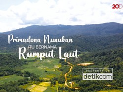 Primadona Nunukan Itu Bernama Rumput Laut