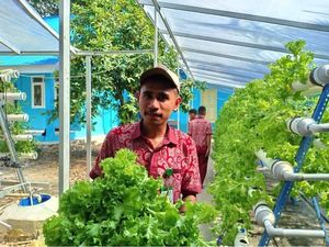 Selada dan Sawi di Perbatasan Makin Hijau Berkat Setrum PLN