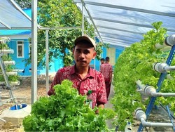 Selada dan Sawi di Perbatasan Makin Hijau Berkat Setrum PLN