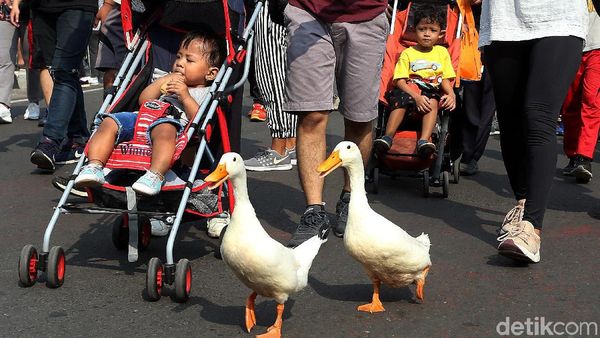 Saat Dua Bebek Ikut Ramaikan CFD di DKI