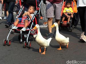 Saat Dua Bebek Ikut Ramaikan CFD di DKI