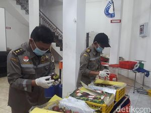 Manggis dari Sumbar Laku di Perancis hingga China Manggis dari Sumbar Laku di Perancis hingga China