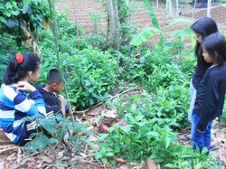 Bunga Bangkai Suweg Tumbuh di Kebun Milik Warga Banjaran