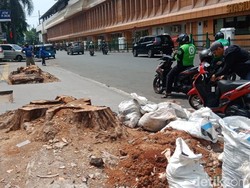 Kata Dinas Bina Marga DKI, Akar Pohon Angsana di Cikini Rusak Drainase