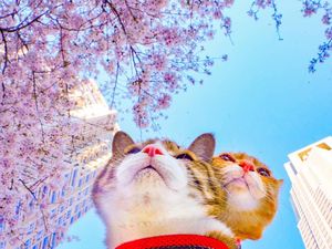 Dua Kucing Imut Ini Sudah Keliling Jepang Lho!