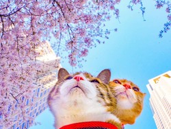 Dua Kucing Imut Ini Sudah Keliling Jepang Lho!