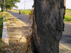 Banyak Pohon Peneduh Jalan di Klaten Dibakar, Siapa Pelakunya?