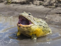 Makanan Mematikan dan Angkringan Asli Jogja di Jepang