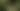 Anjing bernama Laika yang pernah dikirim ke luar angkasa Foto: Space