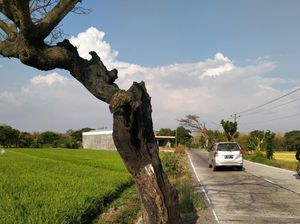 Pemkab Klaten Kaji Polisikan Pembakar Pohon Peneduh Jalan