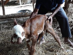 Anak Sapi Limosin di Bantul Ini Punya 2 Mulut dan 3 Kelopak Mata Anak Sapi Limosin di Bantul Ini Punya 2 Mulut dan 3 Kelopak Mata