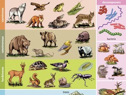7 Contoh Rantai Makanan di Hutan dan Ekosistem Lainnya