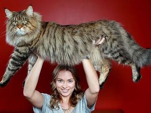 Kumpulan Potret Kucing Peliharaan Raksasa, Sungguh Ada!