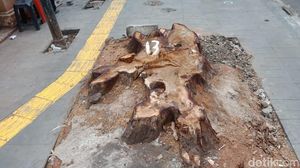 Potret Sisa-sisa Pohon Rindang di Cikini Usai Ditebang