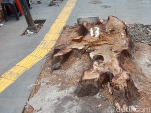 Potret Sisa-sisa Pohon Rindang di Cikini Usai Ditebang Potret Sisa-sisa Pohon Rindang di Cikini Usai Ditebang