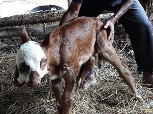 Aneh, Anak Sapi Ini Punya 2 Mulut dan 3 Kelopak Mata Aneh, Anak Sapi Ini Punya 2 Mulut dan 3 Kelopak Mata